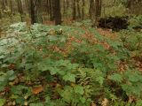 Rubus nessensis