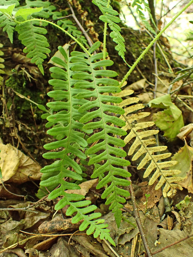 Image of Polypodium sibiricum specimen.