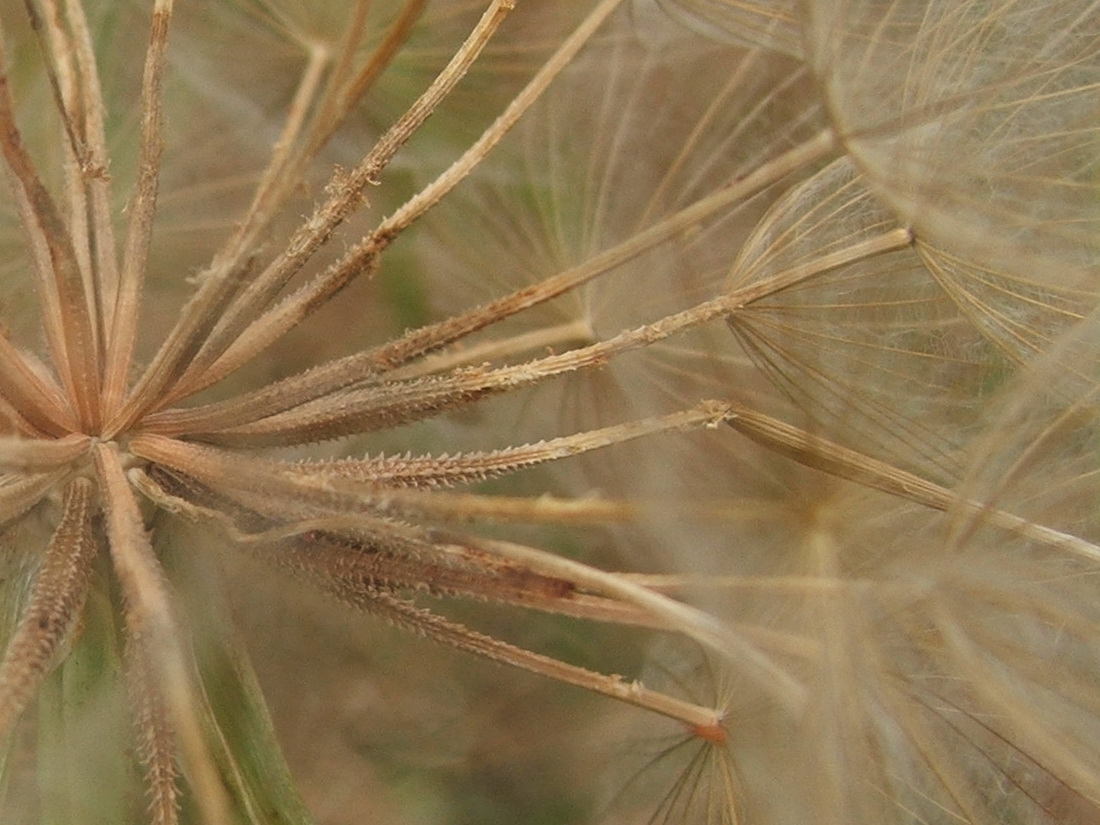 Изображение особи Tragopogon dubius.