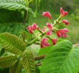 Juglans mandshurica
