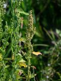 Chenopodium album