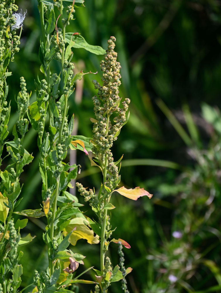 Изображение особи Chenopodium album.