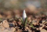 Colchicum triphyllum. Зацветающее растение. Крым, Севастополь, Балаклава, гора Крепостная. 21.01.2024.