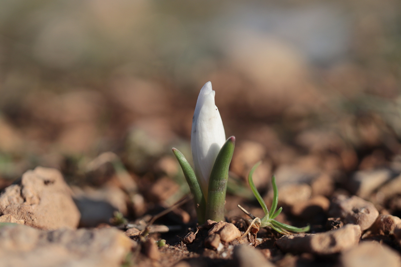 Изображение особи Colchicum triphyllum.