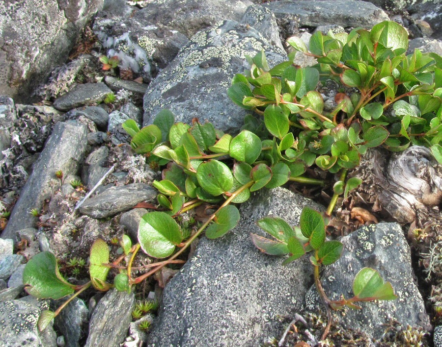 Изображение особи Salix nummularia.