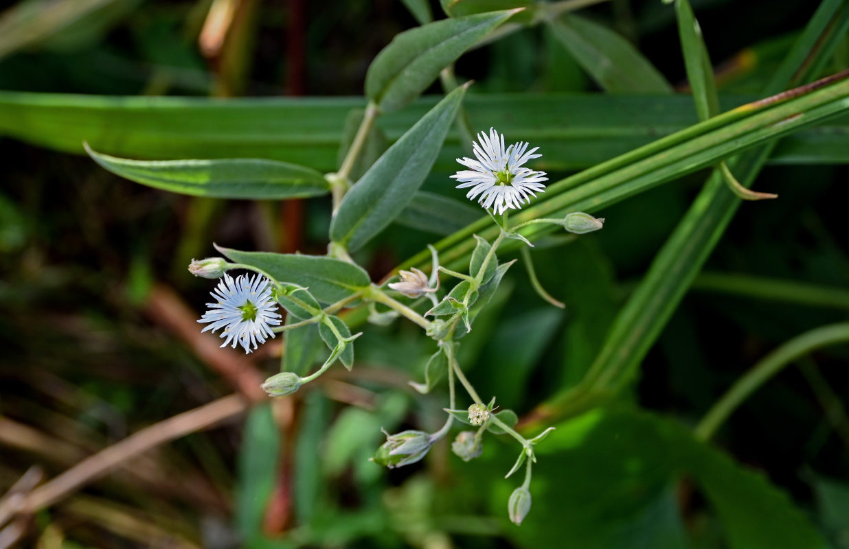 Изображение особи Fimbripetalum radians.