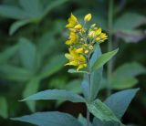 Lysimachia vulgaris. Верхушка цветущего растения. Пермский край, Добрянский р-н, окр. с. Полазна, опушка в хвойном лесу. 30.07.2023.