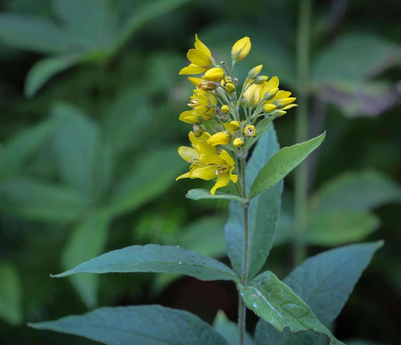 Изображение особи Lysimachia vulgaris.