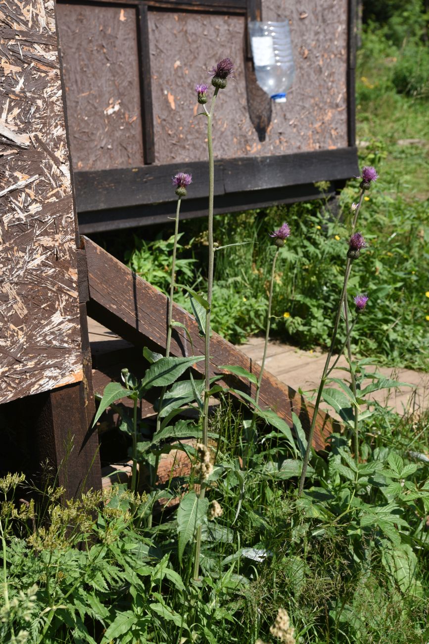 Image of Cirsium heterophyllum specimen.