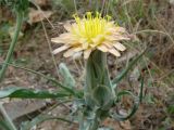 Scorzonera bracteosa