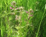 Pedicularis resupinata