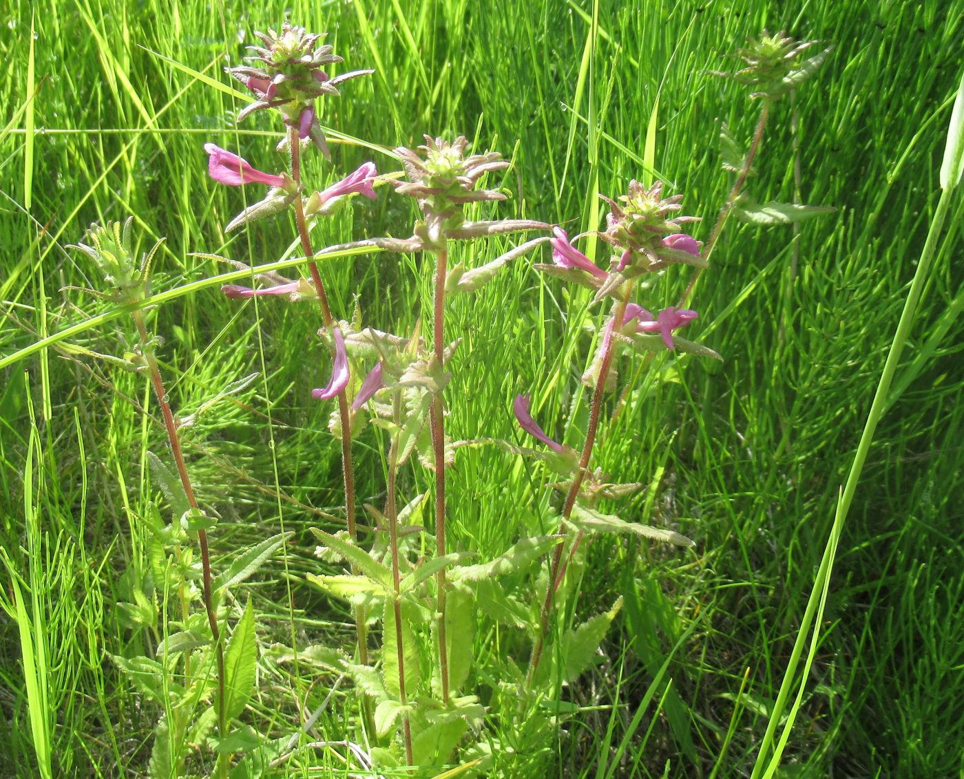 Image of Pedicularis resupinata specimen.