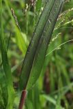 Panicum miliaceum