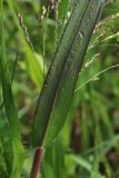 Panicum miliaceum