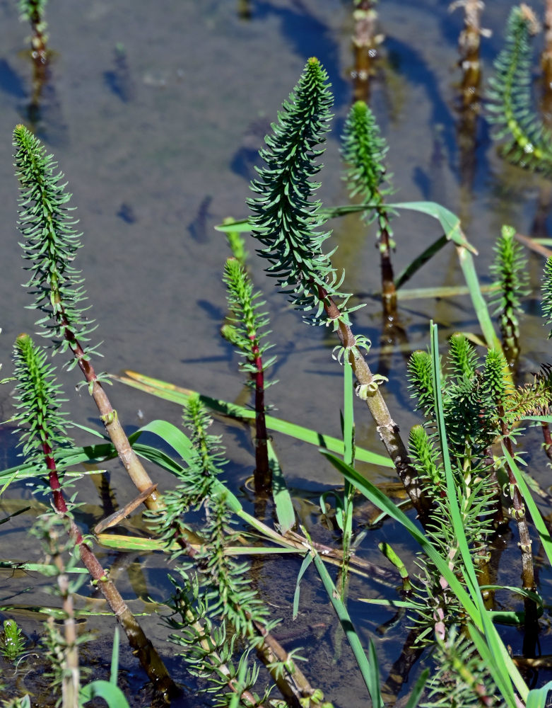 Изображение особи Hippuris vulgaris.