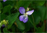 genus Viola. Цветок. Московская обл., Раменский р-н, окр. ж.-д. платформы Хрипань, просека под ЛЭП. 06.05.2024.