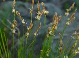 genus Carex. Верхушки цветущих побегов. Республика Башкортостан, Хайбуллинский р-н, Акъюловский сельсовет, окр. дер. Акназарово, долина р. Сакмара, вершина прибрежного скальника. 29 апреля 2024 г.