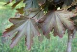 Acer rubrum