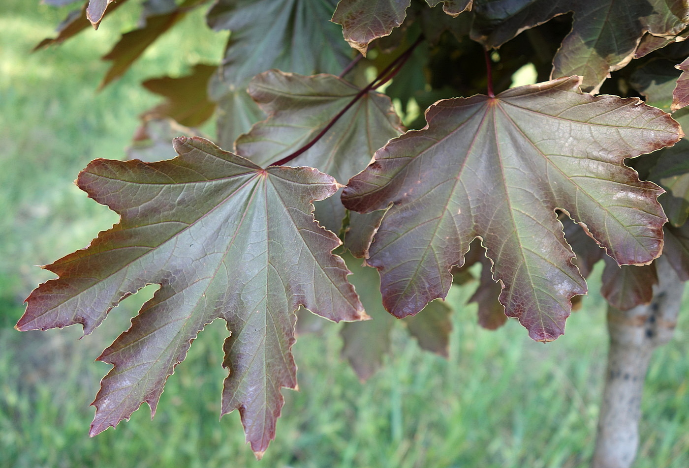 Изображение особи Acer rubrum.