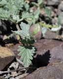 Scutellaria sieversii