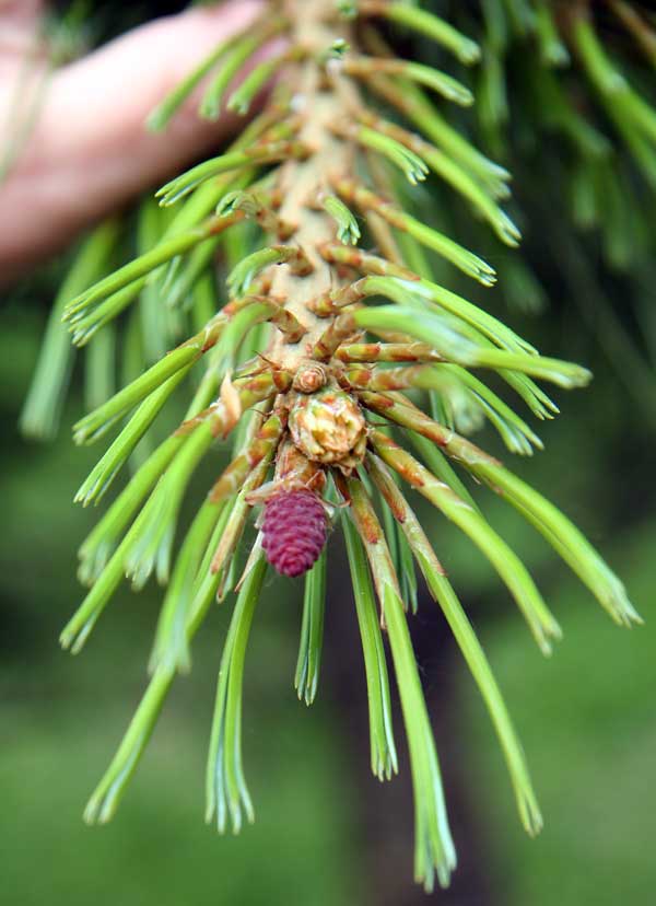 Image of Pinus sibirica specimen.