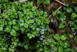 Sanicula orthacantha