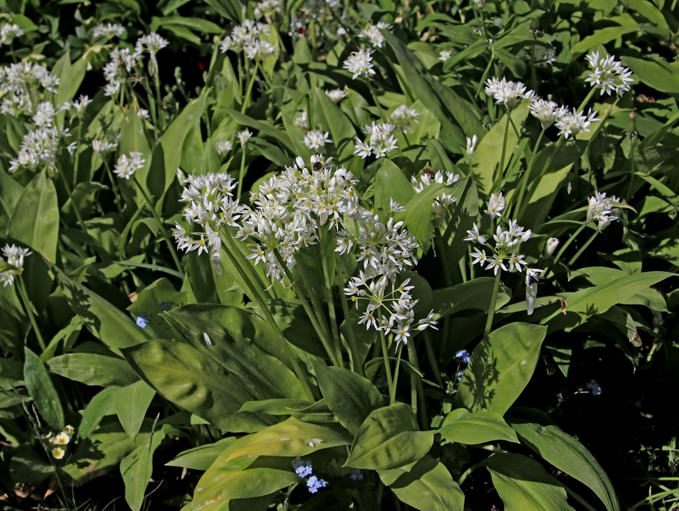 Image of Allium ursinum specimen.