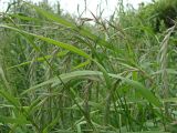 род Elymus