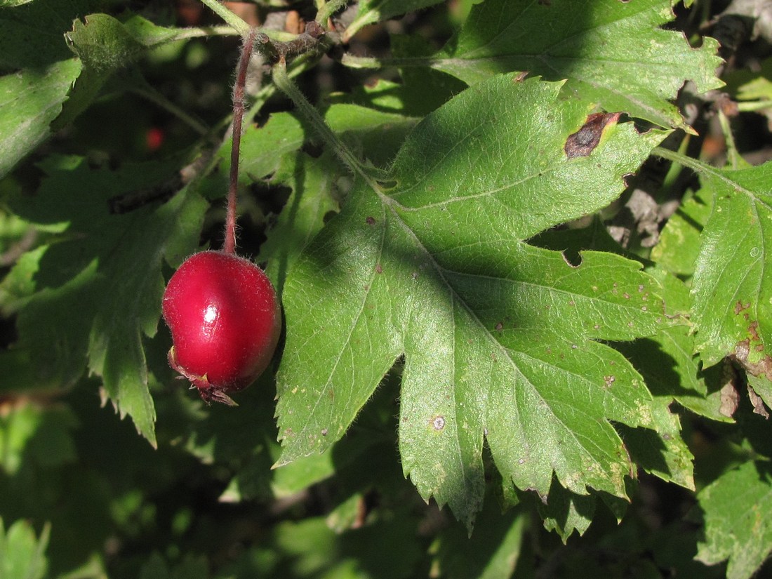 Image of Crataegus taurica specimen.