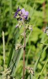 Polemonium caeruleum