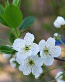 Cerasus vulgaris