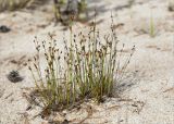 Juncus alpino-articulatus