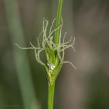 Carex michelii