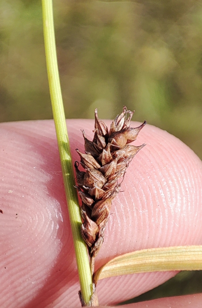 Изображение особи Carex aspratilis.