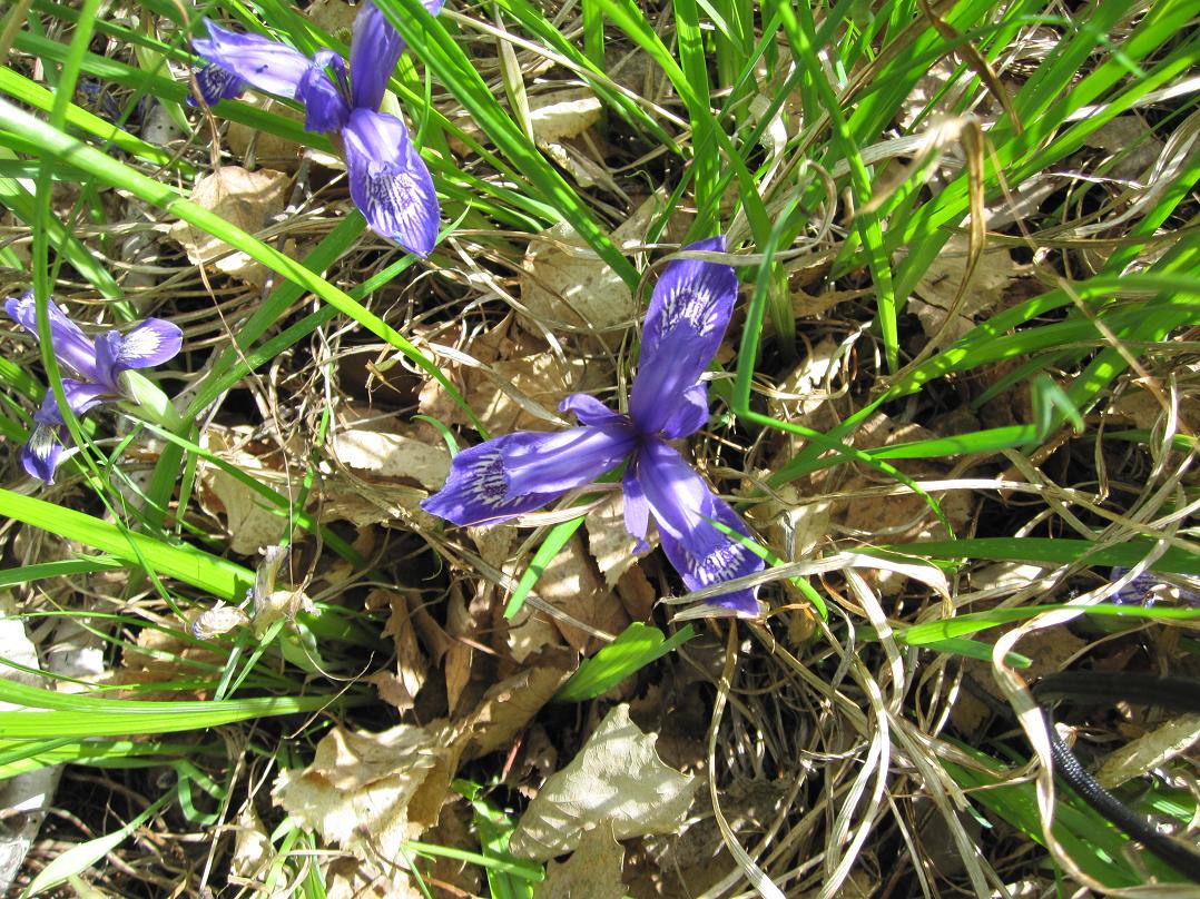 Image of Iris ruthenica specimen.