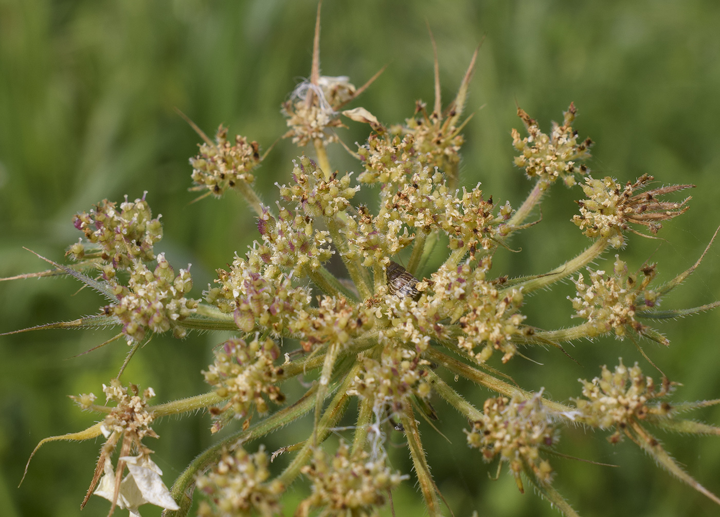 Image of Tordylium officinale specimen.