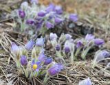 Pulsatilla patens