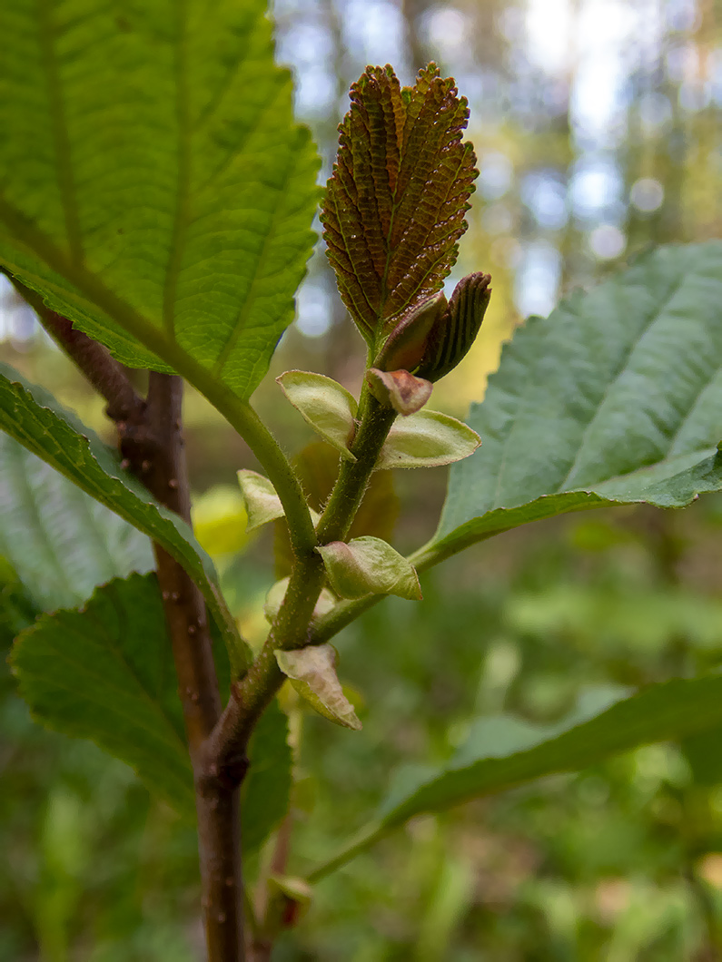 Изображение особи Alnus glutinosa.