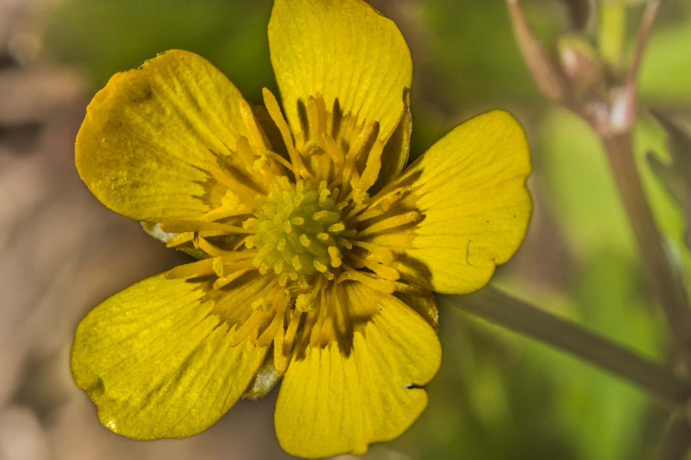 Image of Ranunculus repens specimen.