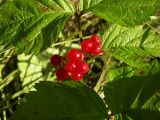 Rubus saxatilis