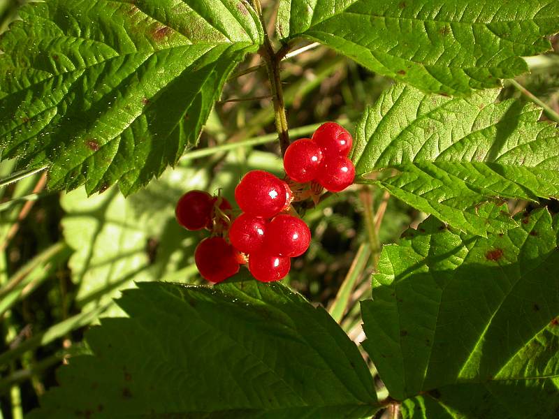 Изображение особи Rubus saxatilis.