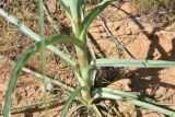 Tragopogon dubius подвид desertorum