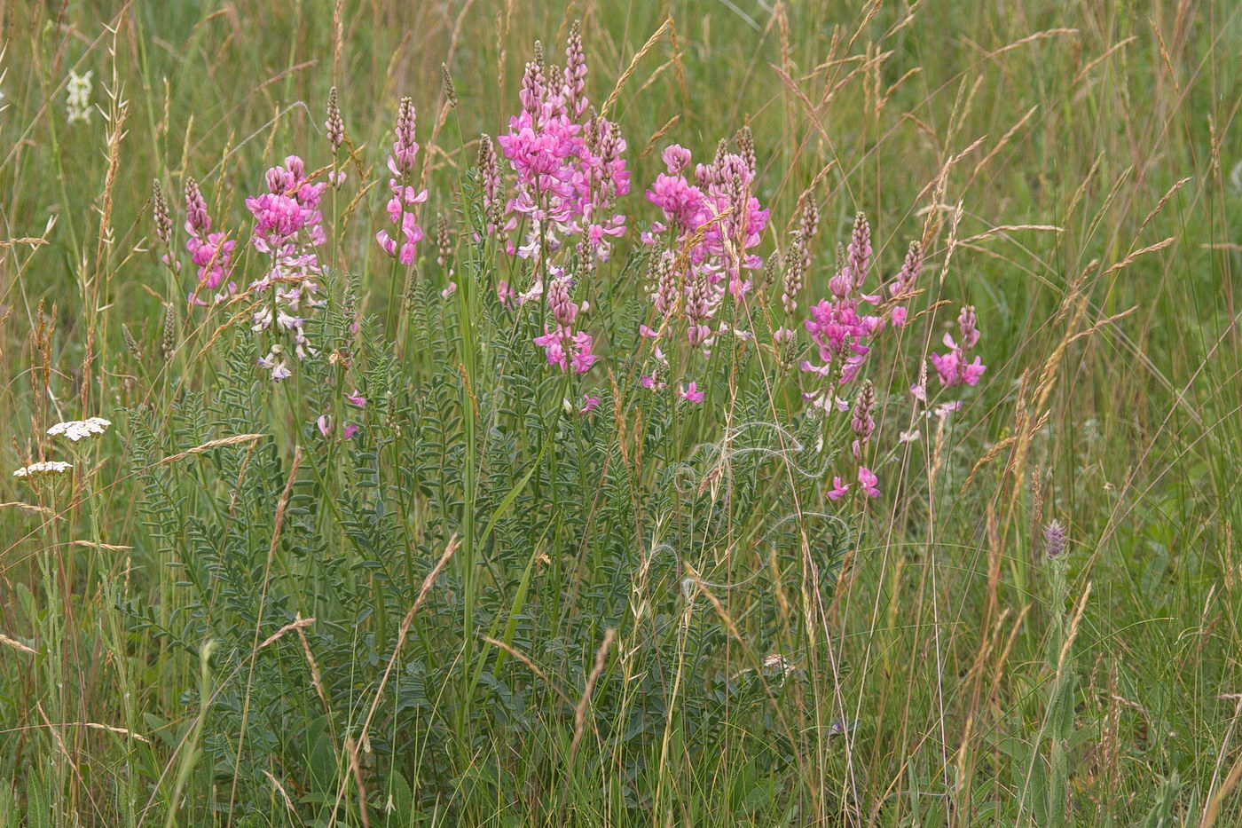 Image of Onobrychis arenaria specimen.