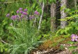 Oxytropis wologdensis