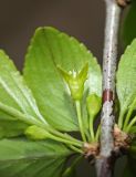 Rhamnus diamantiaca