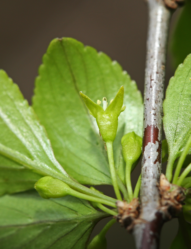 Image of Rhamnus diamantiaca specimen.