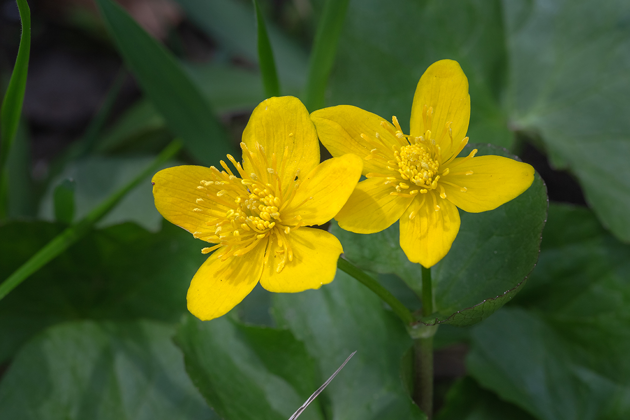 Image of Caltha palustris specimen.