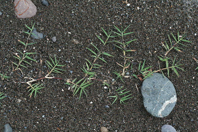 Image of Cynodon dactylon specimen.