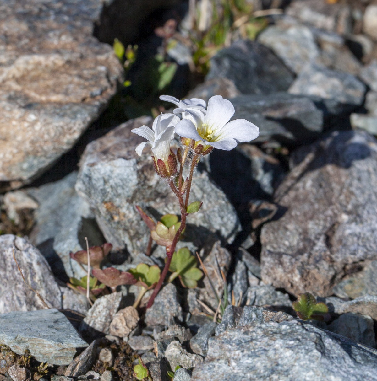 Image of Saxifraga sibirica specimen.