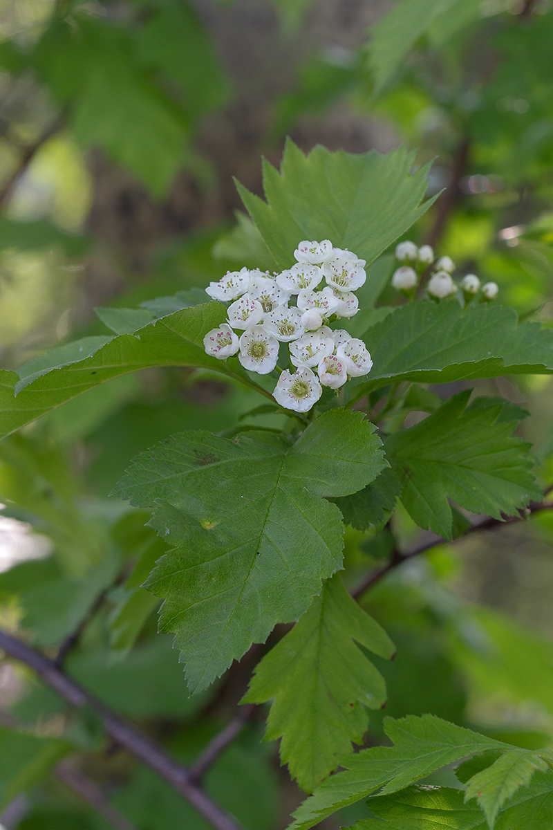 Image of Crataegus submollis specimen.